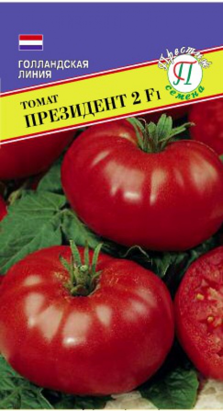 Томат Путин Отзывы Фото