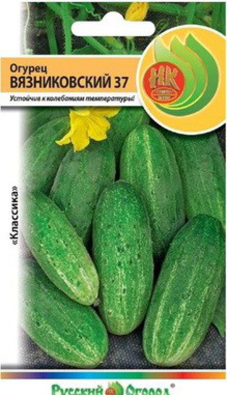 Семена огурец вязниковский 37. Семена огурца вязниковский. Огурец вязниковский f1. Семена огурец вязниковский 37. Огурцы сорт вязниковский.